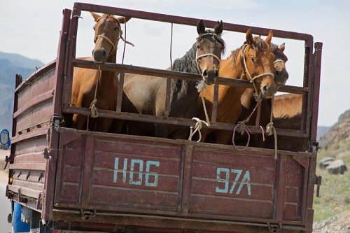 В Хакасии перевозили лошадей без документов, но это была не кража