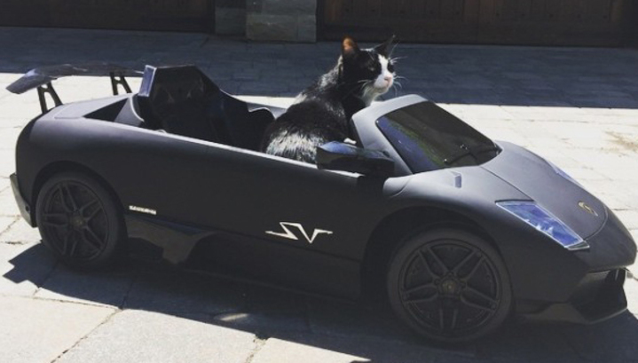 Канадский ди-джей купил своему котику Lamborghini