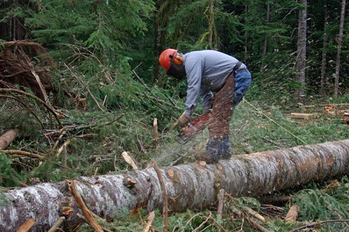 В Хакасии растет бизнес-интерес к использованию лесов