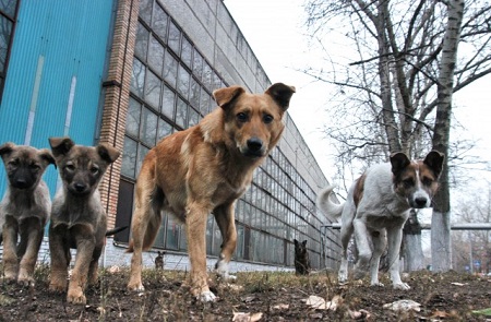 Завтра в столице Чукотки будут убиты все безнадзорные животные