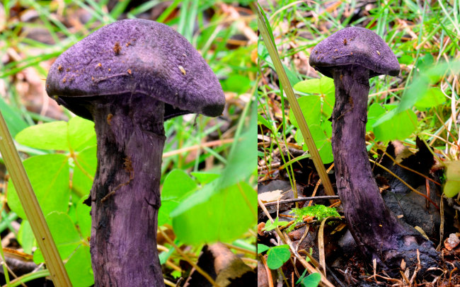 В Саяно-Шушенском заповеднике найдены редкие грибы