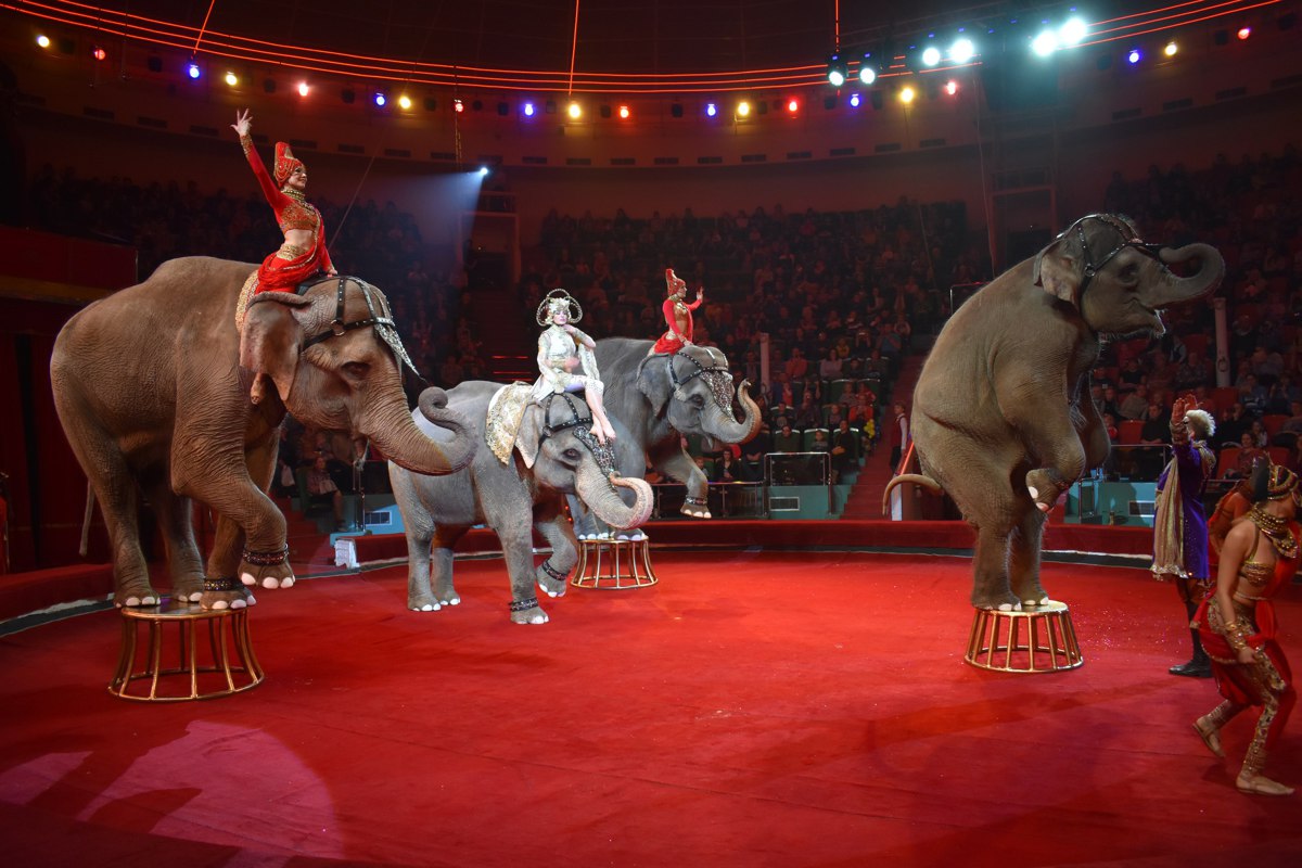 В России задумали не пускать детей в цирк