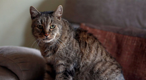 В Британии умер самый старый в мире кот