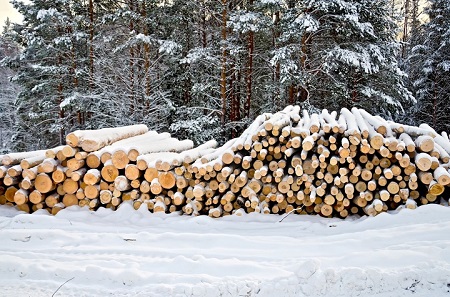 Прошедший в Хакасии лесной аукцион пополнил бюджет республики