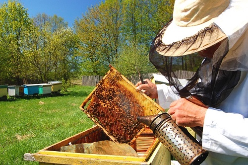 Пчеловоды Хакасии решили легализоваться и выйти из тени?