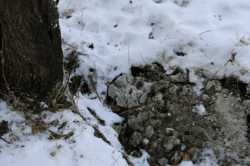 В лесах Хакасии рассыпали пять тонн соли и развесили веники