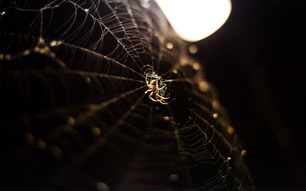 Английские пауки год пугали женщину жутким ночным пением