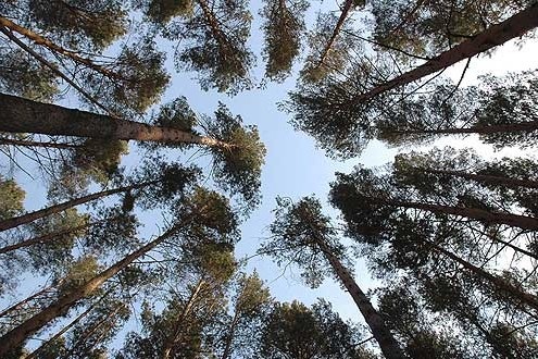 В Хакасии выросли поступления в бюджет от «лесного» бизнеса, но…