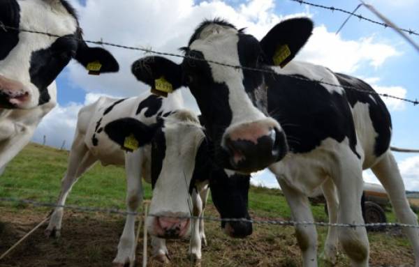 Хакасия, выдохни: власти не будут ограничивать поголовье скота