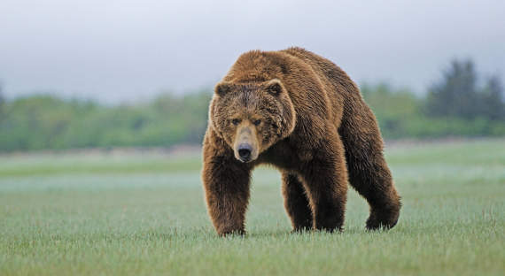 В районе Зеленогорска активизировались медведи