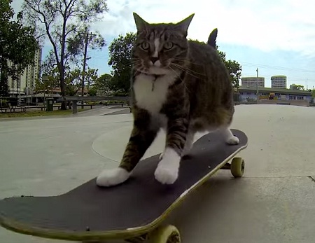Австралиец "поставил" кошку на скейтборд (ВИДЕО)