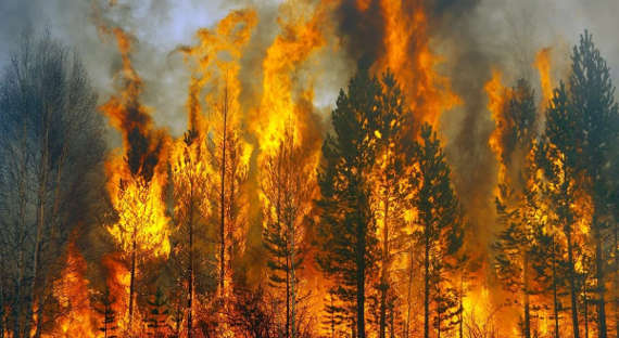 В Сибири и на Дальнем Востоке горят два миллиона гектаров леса