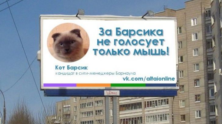 Зампред Госдумы оценил шансы кота Барсика на выборах