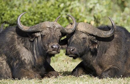 Африканский буйвол отомстил охотнику за убитого собрата
