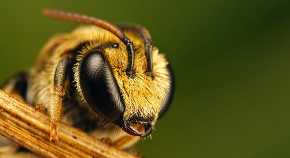 В тридцати регионах России массово гибнут пчелы