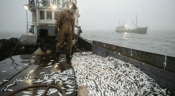 Росрыболовство: Вылов рыбы в России по итогам года может превысить прогнозы