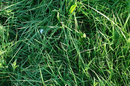 В Хакасии два землевладельца заплатили штраф за траву-мураву