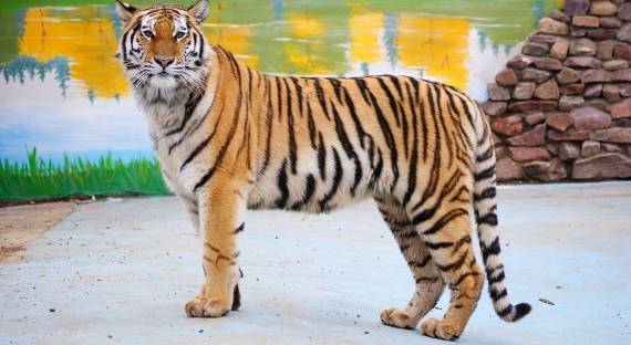 В США усыпили тигра из Московского зоопарка