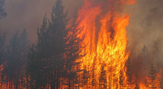 В Красноярском крае загорелся лес в двух километрах от деревни