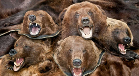 У прибывших с заповедного плато Путорана туристов нашли шкуры медведей