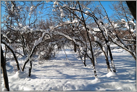 Погода в Хакасии 8 марта: ах, этот праздничный весенний снег!