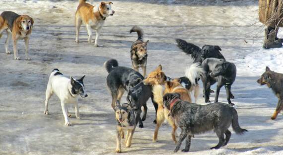 Неизвестные приютили бродячих псов в Зоне отдыха в Абакане