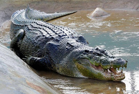 Из подвальных вод дома в Петербурге вынырнул крокодил