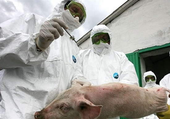 Хакасию всеми силами пытаются защитить от африканской чумы свиней