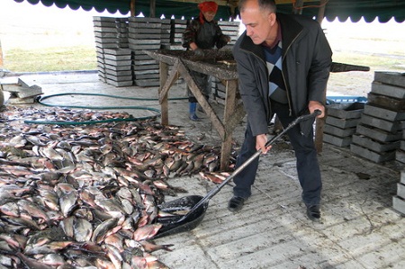 В Хакасии увеличится промышленный вылов рыбы