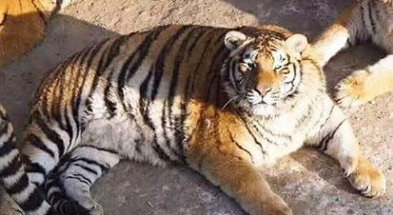 Соцсети взорвали фото толстых тигров
