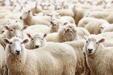 В Хакасии овец отправили домой