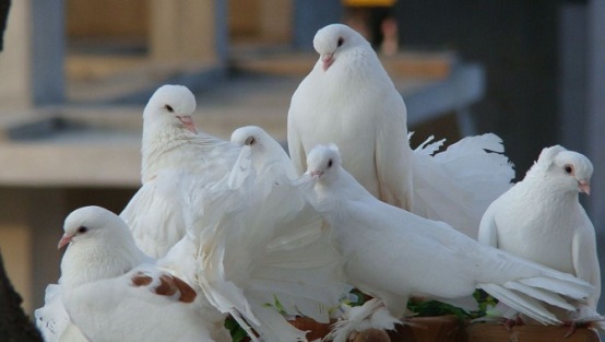 В столице Хакасии в огне погибли голуби
