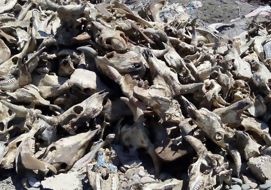Скотомогильники в Хакасии станут историей