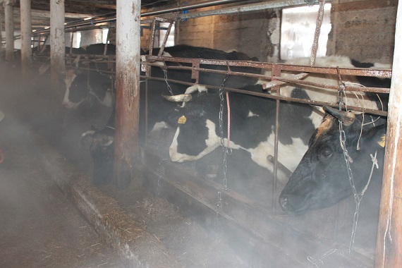 Коров необычной породы взялись разводить в хакасском селе