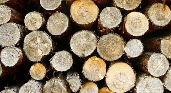 ЕС требует от Украины разрешить экспорт леса