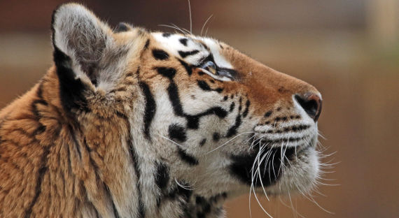 В Хабаровском крае застрелили тигра