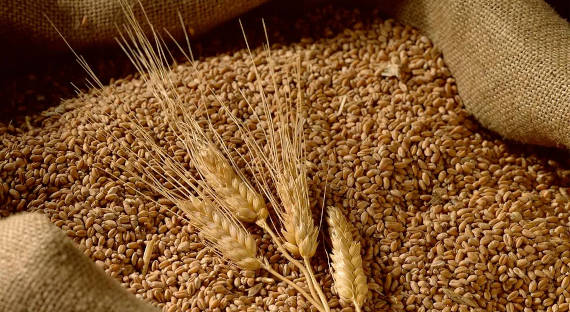 Иран намерен нарастить импорт зерна из России