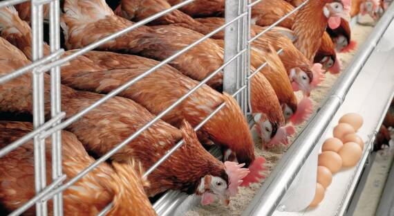 На птицефабрике в Сахалине найден опасный очаг птичьего гриппа