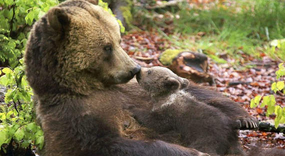 Камчатской медведице неофициально дали звание матери-героини