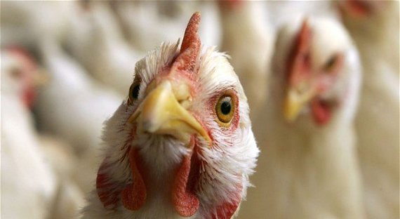 В Ростовской области вновь выявлен птичий грипп