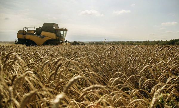 Минсельхоз не станет отменять экспортную пошлину на зерно