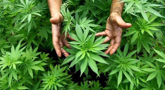 В Грузии легализовали выращивание марихуаны