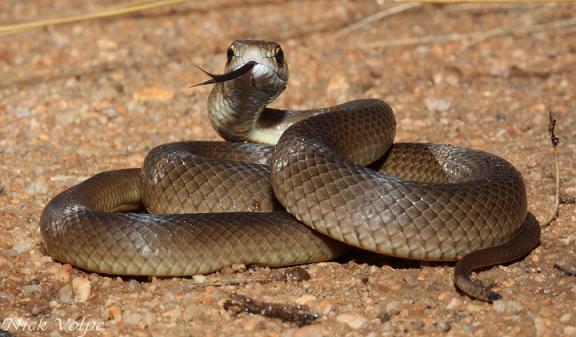 Австралиец принял на себя укус смертельно опасной змеи и спас внучку