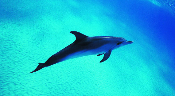 В Феодосии нашли дельфина, привязанного к куску бетона