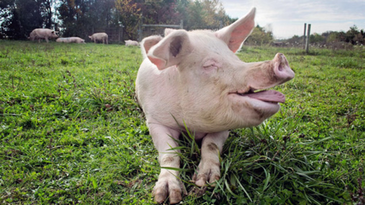 В Абакане уничтожили потенциально опасную свинину