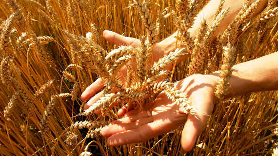 Минсельхоз ожидает урожай зерновых порядка 100 млн. тонн