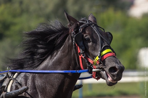 Благородство, сила, красота: в Хакасии пройдет громкое конно-спортивное событие