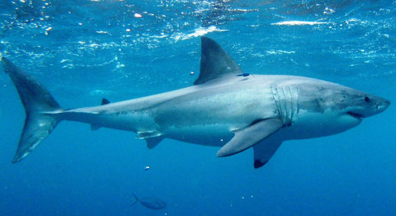 На египетском курорте акула убила туриста