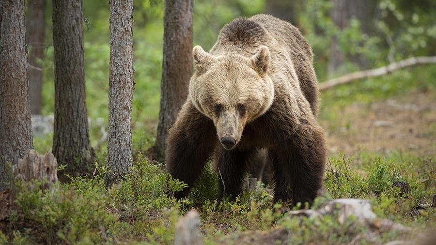 В Канаде собаки не смогли спасти хозяйку от медведя