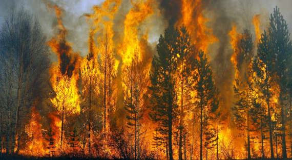 В Забайкальском крае горит 730 гектаров тайги